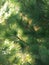 Landscape nature. Cedar forest. Branch of the cedar.