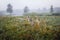 Landscape of nature in early autumn cloudy foggy morning. Sad autumn landscape bad weather