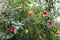 Landscape of nature of a fruit tree of grenades