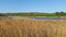 landscape of nature. lake, reeds, trees