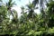 Landscape nature scenery riverside coconut trees