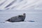 Landscape nature seal on an ice floe of Spitsbergen Longyearbyen Svalbard arctic winter polar sunshine day sky