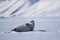 Landscape nature seal on an ice floe of Spitsbergen Longyearbyen Svalbard arctic winter polar sunshine day sky