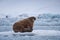 Landscape nature walrus on an ice floe of Spitsbergen Longyearbyen Svalbard arctic winter sunshine day