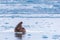 Landscape nature walrus on an ice floe of Spitsbergen Longyearbyen Svalbard arctic winter sunshine day