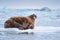 Landscape nature walrus on an ice floe of Spitsbergen Longyearbyen Svalbard arctic winter sunshine day