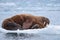 Landscape nature walrus on an ice floe of Spitsbergen Longyearbyen Svalbard arctic winter sunshine day