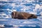 Landscape nature walrus on an ice floe of Spitsbergen Longyearbyen Svalbard arctic winter sunshine day