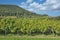 Landscape near Gleisweiler in Palatinate wine region,Germany