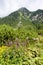 landscape near Popradske Tarn, Vysoke Tatry & x28;High Tatras& x29;, Slova