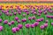 Landscape of Netherlands bouquet of purple and yellow tulips flo