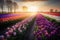 Landscape of Netherlands tulips with sunlight day time season