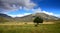 Landscape in New Zealand - a tree in front of the mountains. Molesworth station, South Island