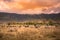 Landscape of Ngorongoro crater -  herd of zebra and wildebeests (also known as gnus) grazing on grassland  -  wild animals at