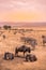 Landscape of Ngorongoro crater -  herd of zebra and wildebeests (also known as gnus) grazing on grassland  -  wild animals at