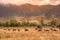 Landscape of Ngorongoro crater -  herd of zebra and wildebeests (also known as gnus) grazing on grassland  -  wild animals at