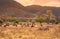 Landscape of Ngorongoro crater -  herd of zebra and wildebeests (also known as gnus) grazing on grassland  -  wild animals at