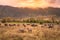 Landscape of Ngorongoro crater -  herd of zebra and wildebeests (also known as gnus) grazing on grassland  -  wild animals at