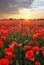 Landscape with nice sunset over poppy field