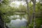 Landscape: Northeastern U.S. Pond with Lily Pads in Spring