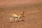 The landscape of northern Chile with a family of vicunas in the desert highlands of northern Chile, Atacama Desert, Chile