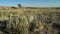 Landscape of northern Colorado prairie with prickly pear cactus