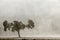 Landscape of oak with fog, pasture, Extremadura