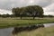 Landscape of oaks next to a river