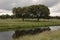 Landscape of oaks next to a river