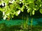 Landscape of Ohrid Lake springs, Macedonia