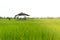 Landscape old cottage cabin in green rice field