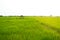 Landscape old cottage cabin in green rice field