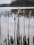 Landscape with old and dry reeds, reed silhouettes against the lake background, backlight