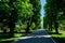 Landscape with old green trees and grey alley in Mogosoaia Park Parcul Mogosoaia, a weekend attraction close to  Bucharest,