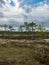 Landscape with old peat bog and swamp vegetation, Niedraju Pilka bog, Latvia