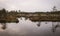 Landscape with old peat bogs and swamp vegetation. The bog pond reflects small pines, bushes and cloudy skies. Niedraju Pilkas