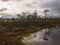 Landscape with old peat bogs and swamp vegetation. The bog pond reflects small pines, bushes and cloudy skies. Niedraju Pilkas