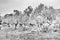 Landscape of olive trees plantation on the Carmel mountains Israel