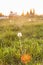 Landscape, one white dandelion in the evening beautiful back magic light