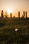 Landscape, one white dandelion in the evening beautiful back magic light