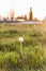 Landscape, one white dandelion in the evening beautiful back magic light