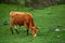 Landscape of an orange cow grazing from the side in Huascaran National Park