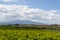 Landscape with orange and lemon trees plantations and view on Mount Etna, Sicily, agriculture in Italy