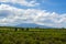 Landscape with orange and lemon trees plantations and view on Mount Etna, Sicily, agriculture in Italy