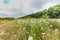 Landscape overgrown with wild carrots, Daucus carota