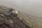 Landscape of pack horses carrying luggage for tourists on Mount Kazbegi in Caucasus mountains