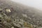 Landscape of pack horses carrying luggage for tourists on Mount Kazbegi in Caucasus mountains