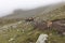 Landscape of pack horses carrying luggage for tourists on Mount Kazbegi in Caucasus mountains