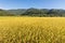 Landscape of paddy farm