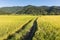 Landscape of paddy farm